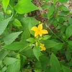 Barleria prionitis برگ