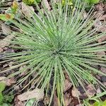 Yucca angustissima Leaf