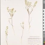 Alyssum linifolium Sonstige