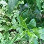 Celastrus orbiculatus Leaf