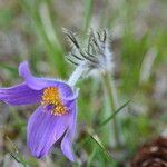 Pulsatilla grandis Flor