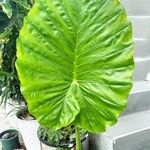 Alocasia macrorrhizosFuelha