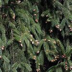 Picea abies পাতা