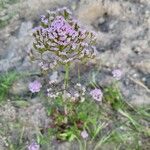 Valeriana calcitrapae Habitat