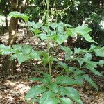 Carnarvonia araliifolia