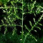 Asparagus setaceus Φύλλο