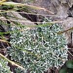 Saxifraga crustata 叶