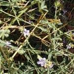 Plumbago europaea Hábito