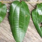 Miconia fragilis Лист