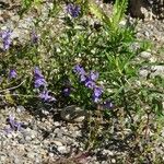 Scutellaria baicalensis Hábito