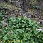 Cardamine asarifolia 整株植物