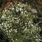 Eupatorium hyssopifolium Pokrój