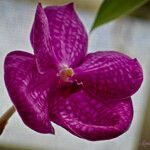 Vanda coerulea 花