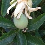 Passiflora caerulea Fruit