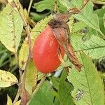 Rosa villosa Fruit