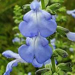 Salvia azurea 花