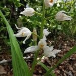 Cephalanthera longifoliaFlower