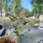 Clematis vitalba Flower