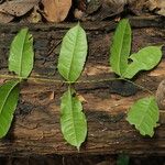 Strychnos aculeata Hoja