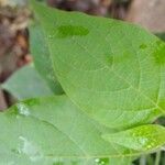 Solanum chenopodioides Foglia