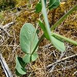 Coronilla scorpioides Leaf