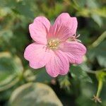 Geranium endressii 花