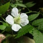 Rubus fraxinifolius 花