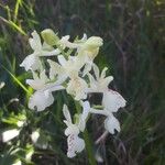 Orchis provincialis Flower