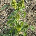 Amaranthus retroflexusЦвят