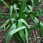 Allium paradoxum Feuille