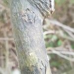 Erythrina herbacea 樹皮