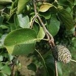 Alnus cordata Fruit