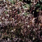 Minuartia stricta 花