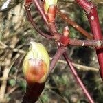 Cornus alba Folla