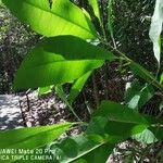 Maclurodendron porteri List