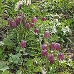Fritillaria meleagris Kvet
