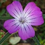 Agrostemma githago Λουλούδι