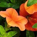 Calibrachoa parviflora Flower