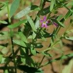 Lythrum hyssopifolia Blomst
