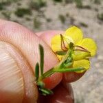 Fumana viridis Flower