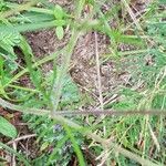 Scabiosa canescens Fuelha