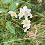 Solanum bonarienseΛουλούδι