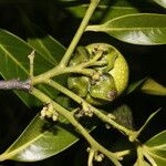 Diospyros nigra Fruto