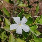 Mascarenhasia arborescens Flor