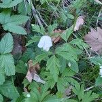 Anemone nemorosa Folha