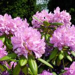 Rhododendron ponticum Blüte