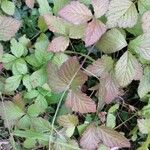 Rubus saxatilis 葉