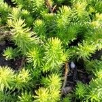 Petrosedum rupestre عادت داشتن