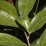 Nectandra membranacea Feuille