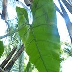 Philodendron giganteum Leaf